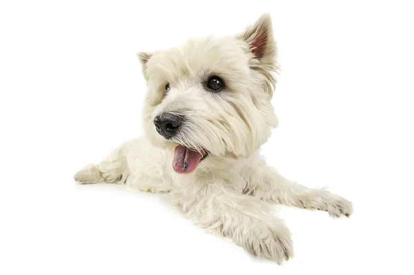 Batı Highland White Terrier 'ın harika bir stüdyo görüntüsü. — Stok fotoğraf