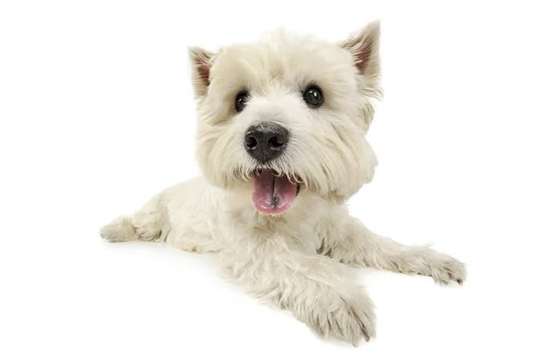 Studio girato di un adorabile West Highland White Terrier sdraiato e guardando curiosamente la telecamera — Foto Stock