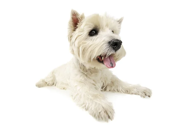 Batı Highland White Terrier 'ın harika bir stüdyo görüntüsü. — Stok fotoğraf