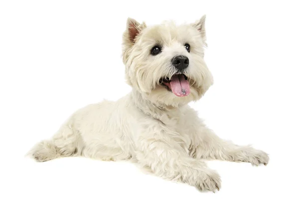 Batı Highland White Terrier 'ın harika bir stüdyo görüntüsü. — Stok fotoğraf