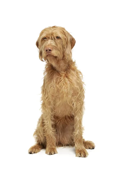 Estúdio tiro de um magyar cabelo adorável vizsla sentado e olhando curiosamente para a câmera — Fotografia de Stock