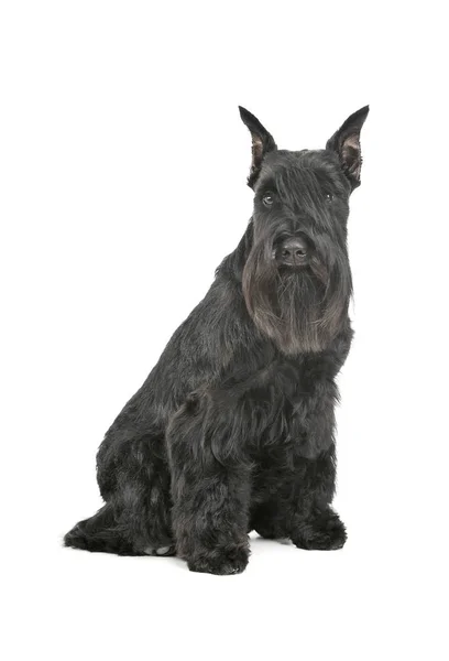 Studio shot of an adorable Schnauzer sitting and looking curiously at the camera — Stock Photo, Image