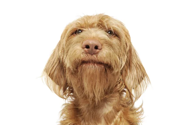 Retrato de um adorável magyar vizsla de pêlo fio olhando curiosamente para a câmera — Fotografia de Stock