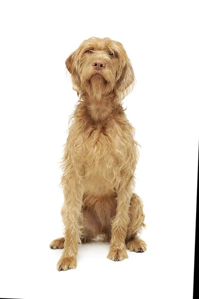 Estúdio tiro de um magyar cabelo adorável vizsla sentado e olhando curiosamente para a câmera — Fotografia de Stock