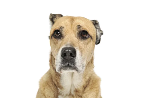Kameraya tuhaf bir şekilde bakan sevimli melez bir köpeğin portresi. — Stok fotoğraf