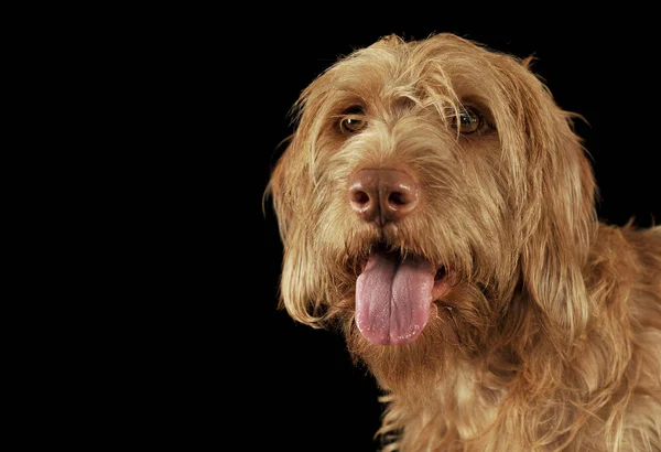 Retrato de una adorable vizsla magiar de pelo de alambre mirando a la cámara con la lengua colgante —  Fotos de Stock