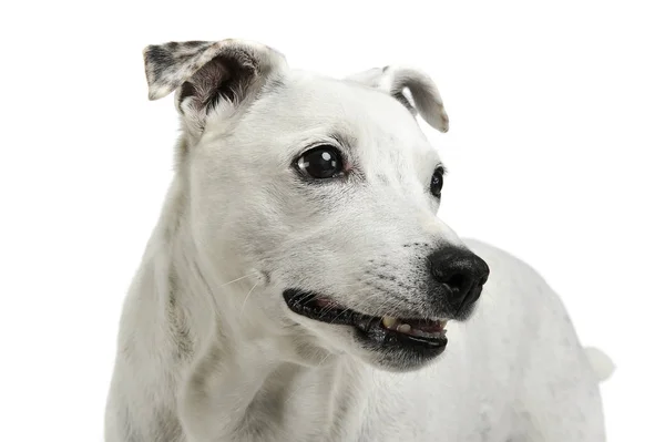 Retrato de un perro de raza mixta adorable mirando curiosamente — Foto de Stock