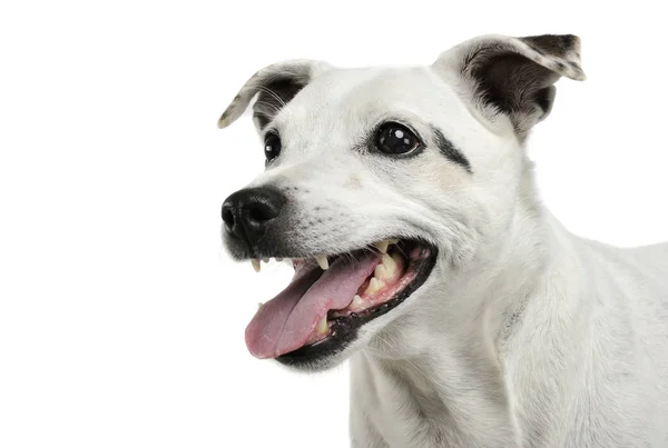 Retrato de un perro de raza mixta adorable buscando satisfecho — Foto de Stock