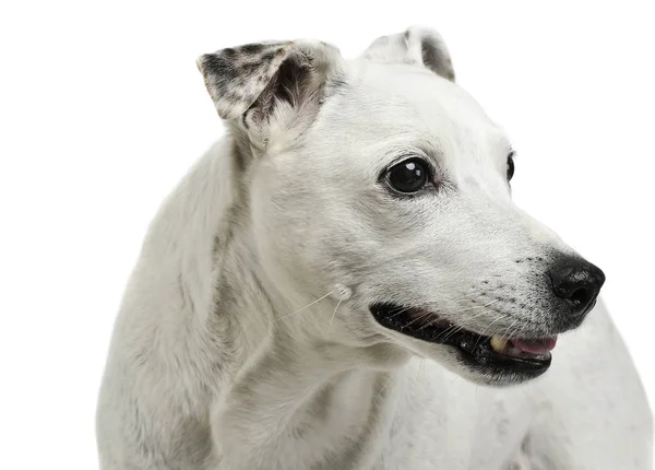Retrato de un perro de raza mixta adorable mirando curiosamente — Foto de Stock