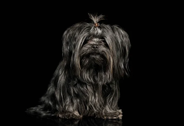 Estúdio tiro de um Shih-Tzu adorável — Fotografia de Stock