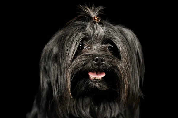 Portrait of an adorable Shih-Tzu — стокове фото