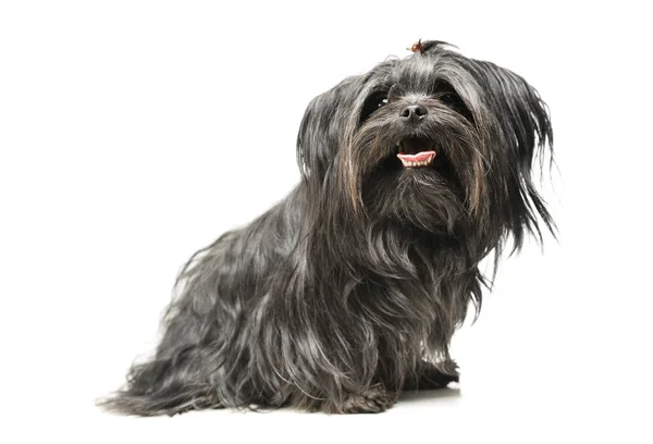 Studio shot of an adorable Shih-Tzu — Stock Photo, Image