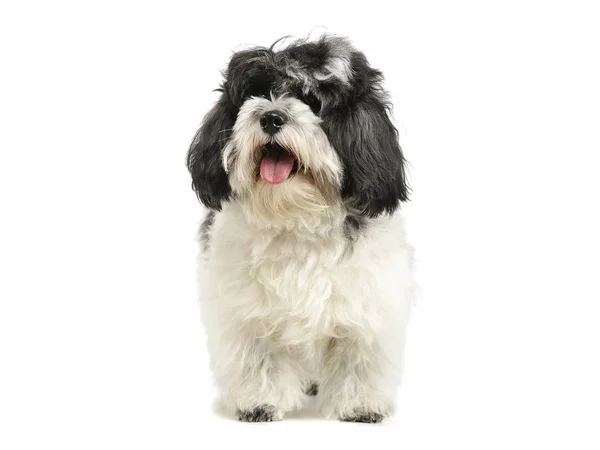 Studio shot of an adorable havanese — Stock Photo, Image