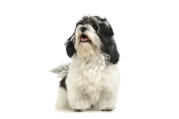 Studio shot of an adorable havanese — Stock Photo, Image