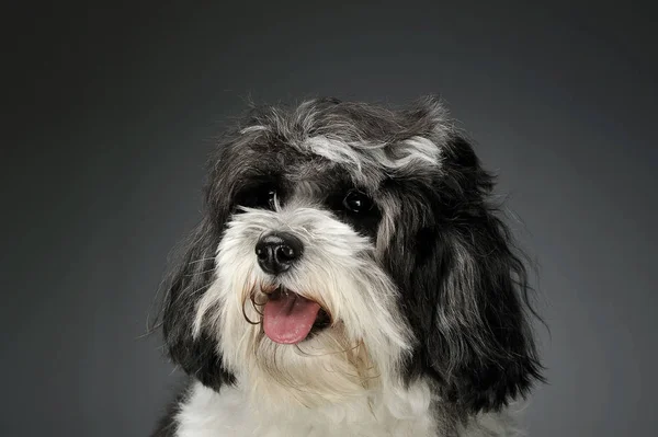 Retrato de um havanese adorável — Fotografia de Stock