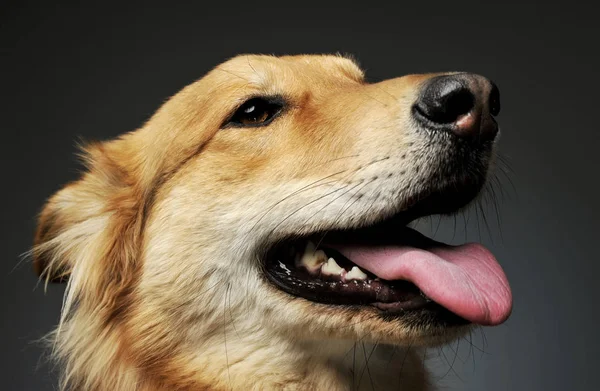 Portret uroczego psa pasterskiego — Zdjęcie stockowe