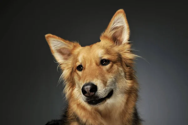 Retrato de un adorable perro pastor — Foto de Stock