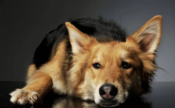 Στούντιο πλάνο ενός αξιολάτρευτου ποιμενικού σκύλου — Φωτογραφία Αρχείου