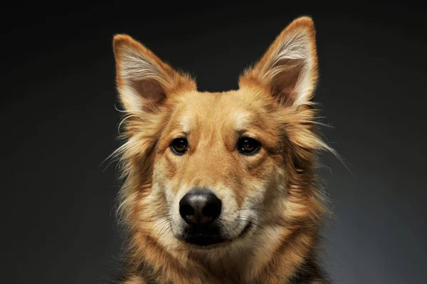 Portrait of an adorable shepherd dog — Stock Photo, Image