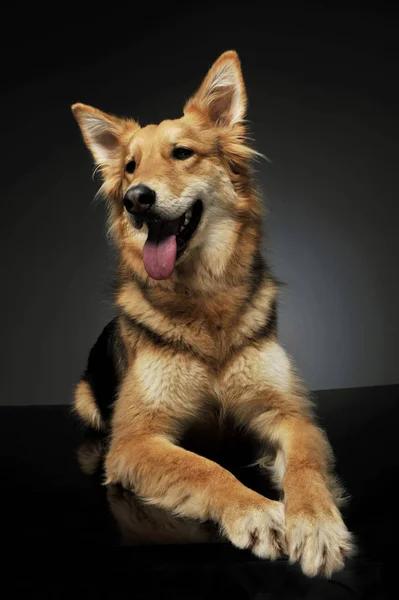 スタジオショットの愛らしい羊飼いの犬 — ストック写真