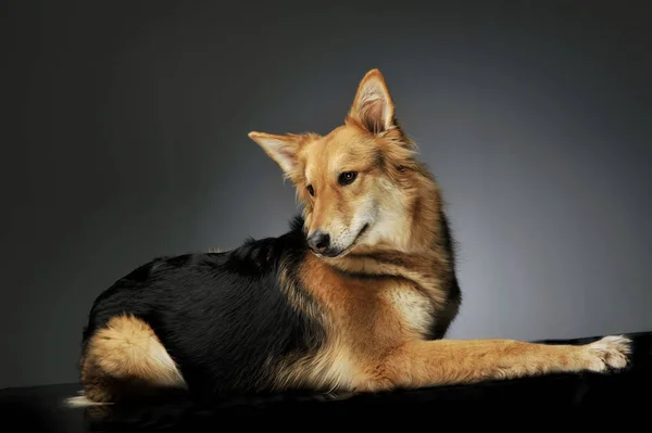 Studio shot di un adorabile cane pastore — Foto Stock