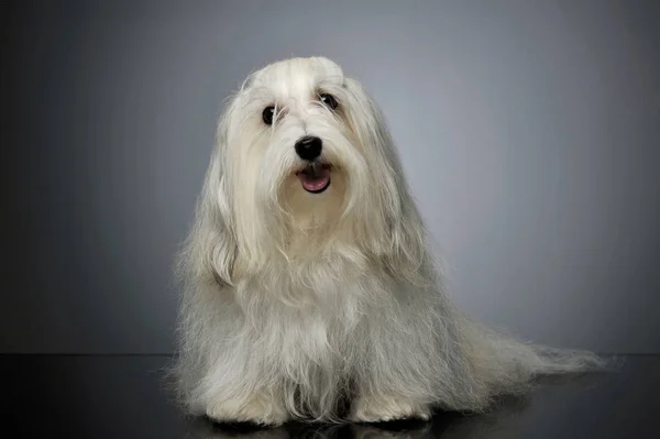 Studio shot van een schattige Maltezer — Stockfoto