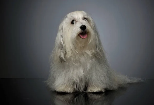 Studio girato di un adorabile maltese — Foto Stock