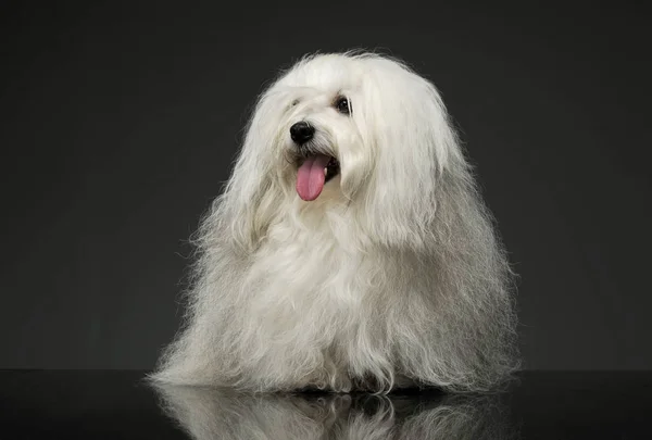 Studio girato di un adorabile maltese — Foto Stock