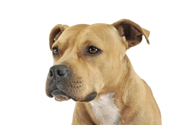 Portrait of an adorable American Staffordshire Terrier looking curiously Royalty Free Stock Images