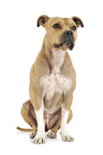 Studio shot of an adorable American Staffordshire Terrier sitting  and looking up curiously Royalty Free Stock Photos