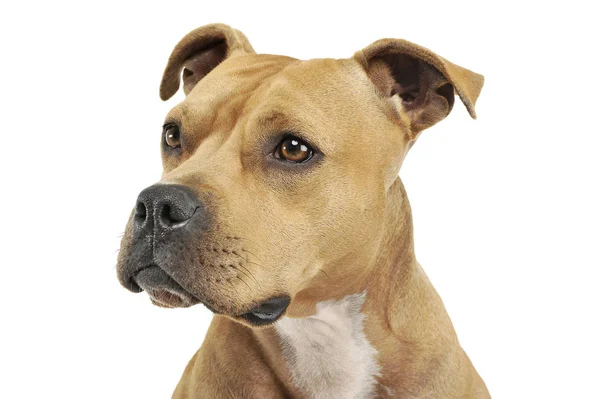 Portrait of an adorable American Staffordshire Terrier looking curiously Royalty Free Stock Photos