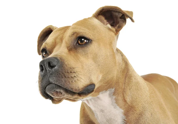 Portrait of an adorable American Staffordshire Terrier looking up curiously Royalty Free Stock Images