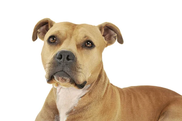 Portrait of an adorable American Staffordshire Terrier looking up curiously Stock Image