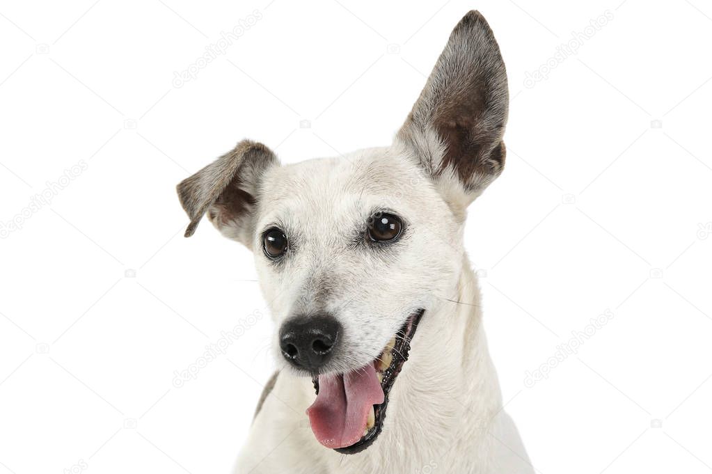 Portrait of an adorable Jack Russell Terrier looking at the camera and seems happy