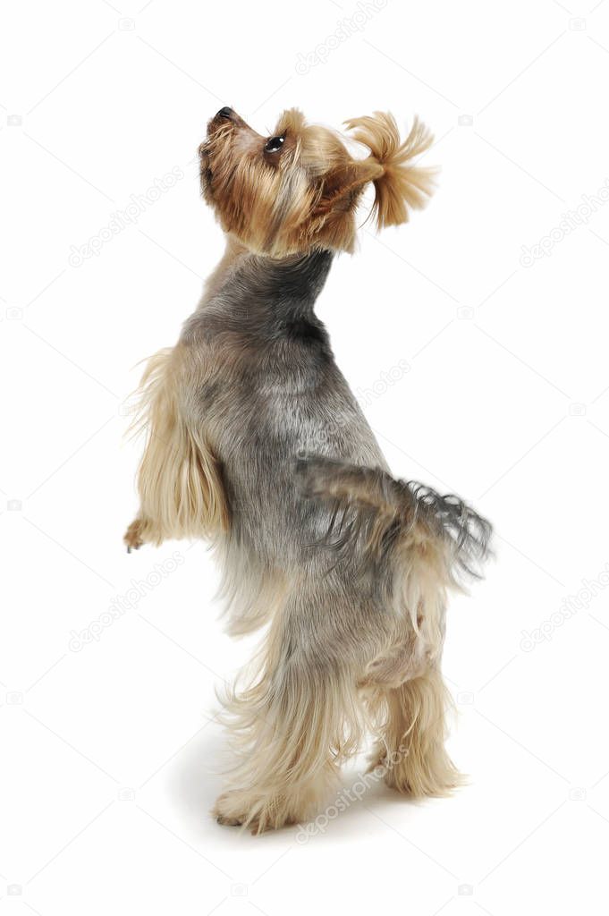 Studio shot of an adorable Yorkshire Terrier standing on hind legs