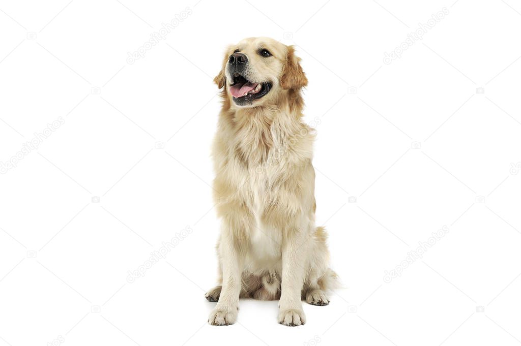 Studio shot of an adorable Golden retriever sitting and looking satisfied