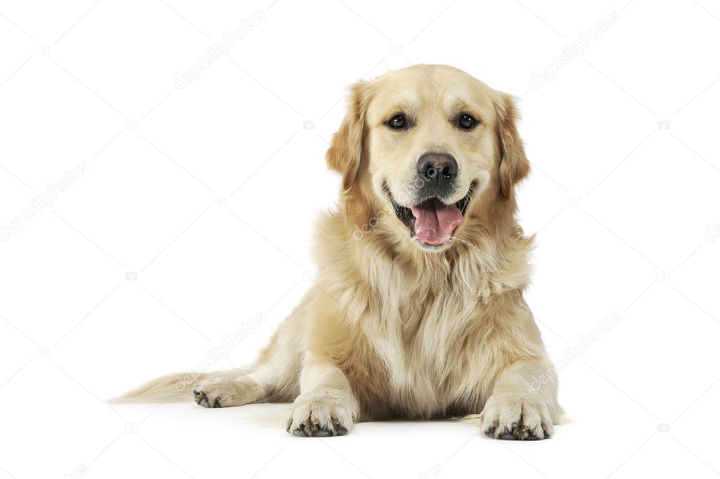 Studio shot of an adorable Golden retriever lying and looking satisfied