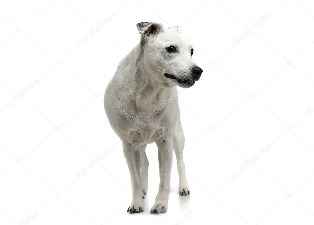 Studio shot of an adorable mixed breed dog standing and looking curiously