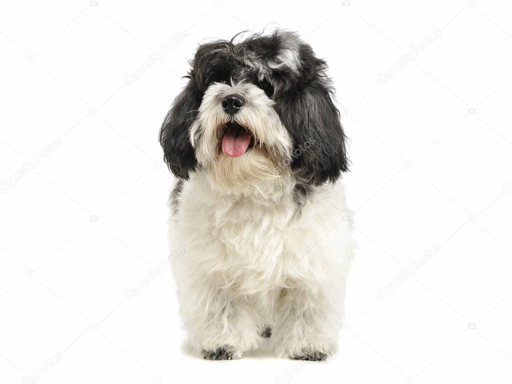 Studio shot of an adorable havanese