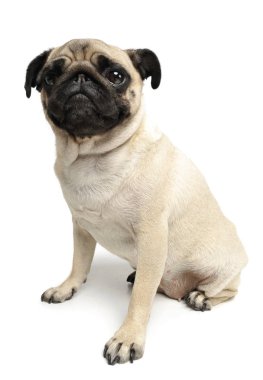 Çok güzel bir Pug 'ın stüdyo fotoğrafı.