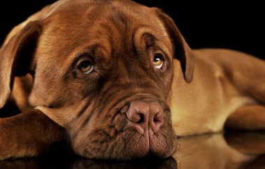 Sevimli Dogue de Bordeaux 'nun stüdyo çekimi.