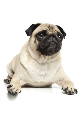 Çok güzel bir Pug 'ın stüdyo fotoğrafı.
