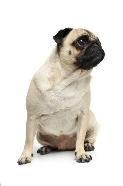 Çok güzel bir Pug 'ın stüdyo fotoğrafı.