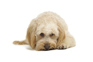 Sevimli melez bir köpeğin stüdyo fotoğrafı.