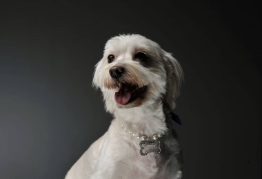 Sevimli melez bir köpeğin portresi.