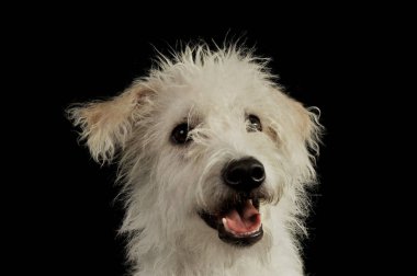 Sevimli melez bir köpeğin portresi.