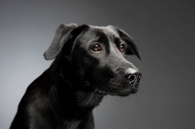 Sevimli melez bir köpeğin portresi.