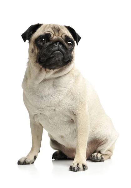 Studio shot of an adorable Pug — Stock Photo, Image