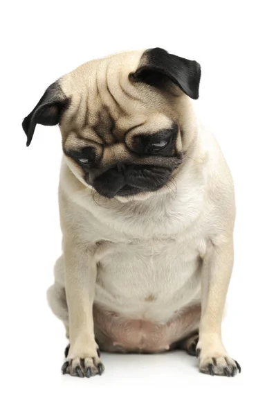 Studio shot di un adorabile Pug — Foto Stock