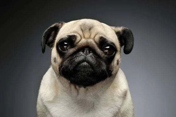 Retrato de um adorável Pug — Fotografia de Stock